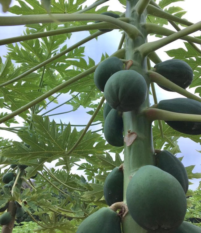 papaya tree